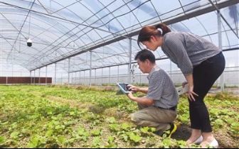 智能温室 精准温控如何重塑优质农产品的未来