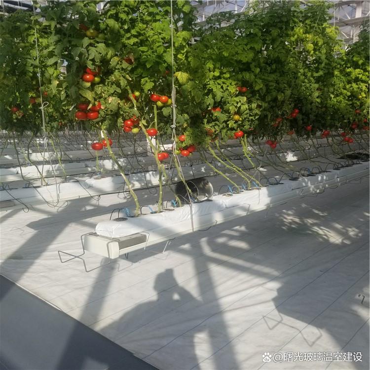 智能温室大棚厂家全解析 从技术到选型，开启智慧农业新篇章